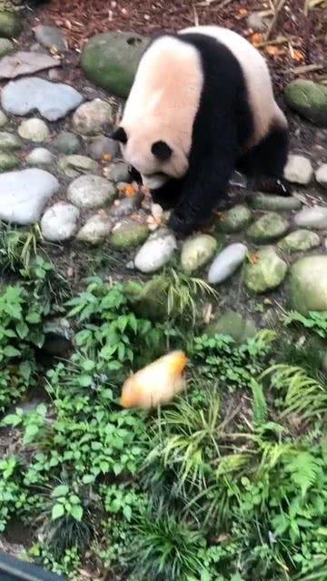 熊猫吃瓜切开的图片,萌态可掬的食趣瞬间