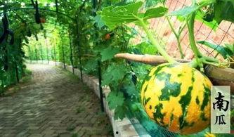 摸鱼吃瓜看海,摸鱼吃瓜看海，悠然度日