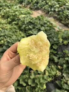 吃瓜齁嗓子怎么办,缓解吃瓜齁嗓子的实用小妙招