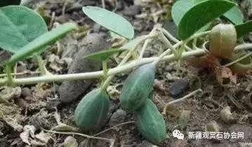 鼠瓜可以吃,探寻传统美食的独特魅力