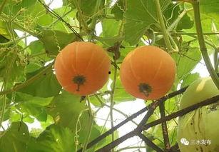 南边的吃瓜群众,揭秘娱乐圈最新热点事件