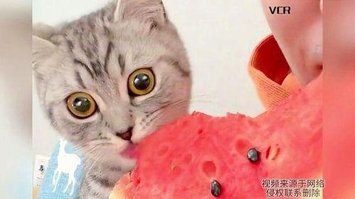 小猫小猫吃瓜,揭秘小猫吃瓜的趣味瞬间