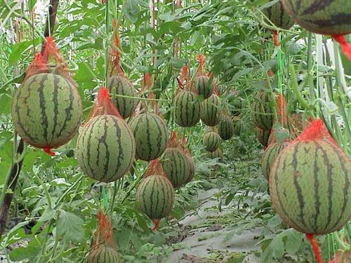 吃瓜就吃自己摘的瓜,品味生活——吃瓜就吃自己摘的瓜