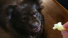 土狗子吃瓜,揭秘农村生活的趣味瞬间