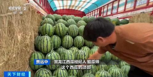 张建民吃瓜,揭秘娱乐圈的“瓜田”风云